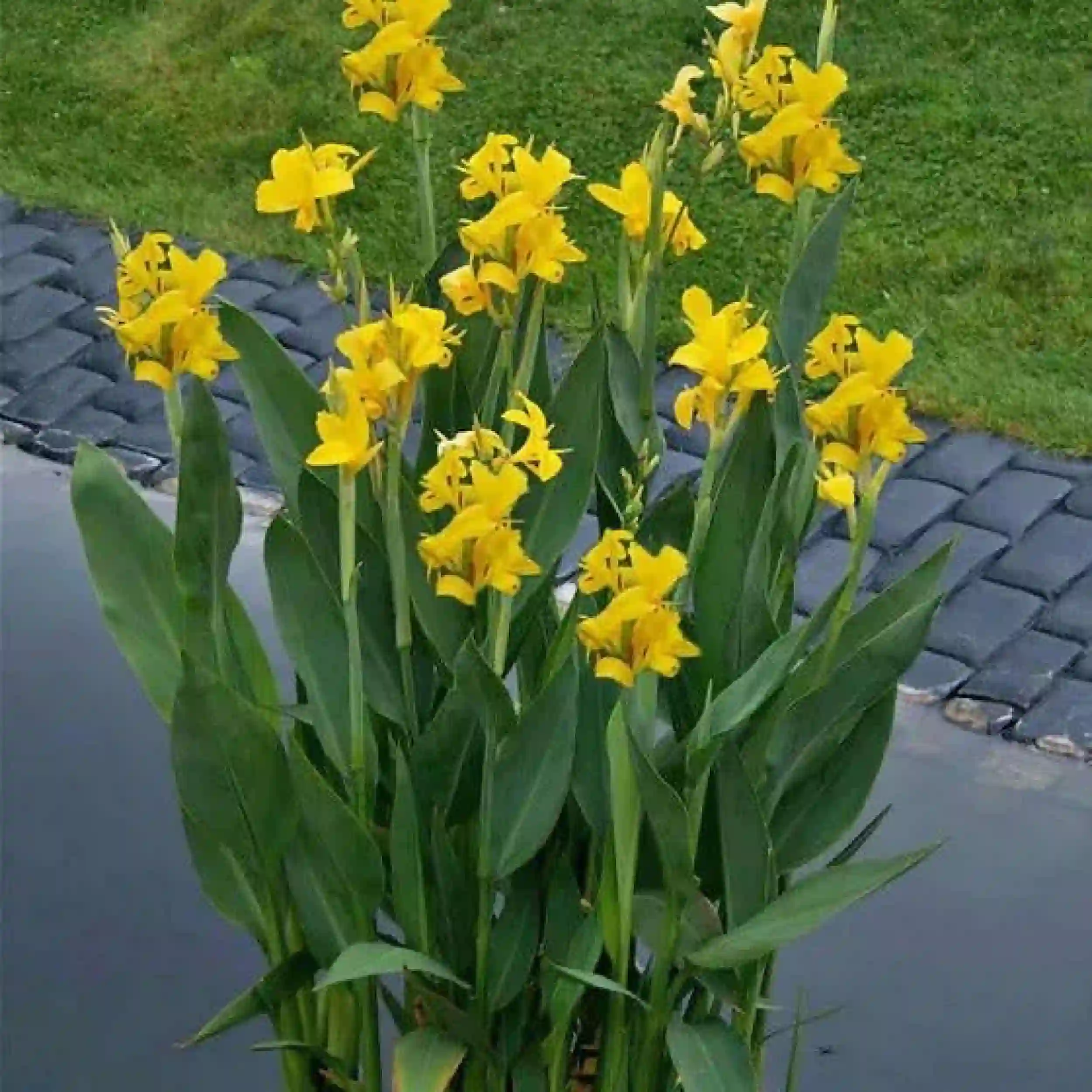 Canna Yellow Plant